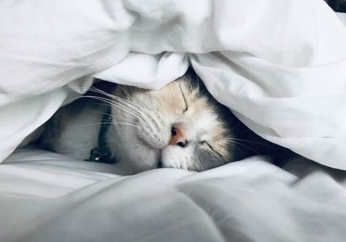 睡眠困扰心理咨询